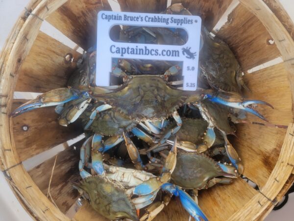 Captainbcs NJ & VA Crab Measure - Image 3